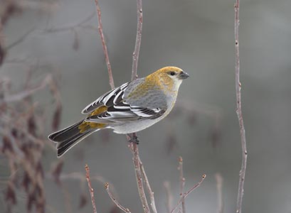 Pine Grosbeak (Pinicola enucleator) photo image