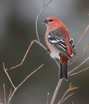 Pine Grosbeak (Pinicola enucleator) photo image