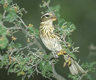 Rose-breasted Grosbeak (Pheucticus ludovicianus) photo image