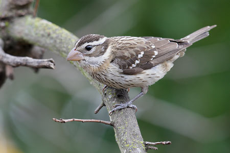 Rose-breasted Grosbeak (Pheucticus ludovicianus) photo image
