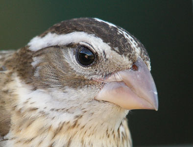 Rose-breasted Grosbeak (Pheucticus ludovicianus) photo image