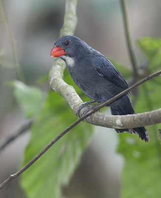 Slate-colored Grosbeak (Saltator grossus) photo image