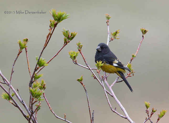 White-winged Grosbeak (Mycerobas carnipes) photo image