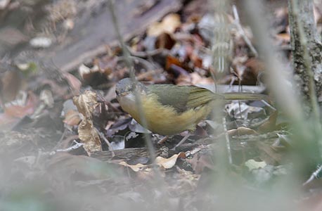 Appert's Greenbul (Phyllastrephus apperti) photo