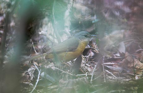 Appert's Greenbul (Phyllastrephus apperti) photo