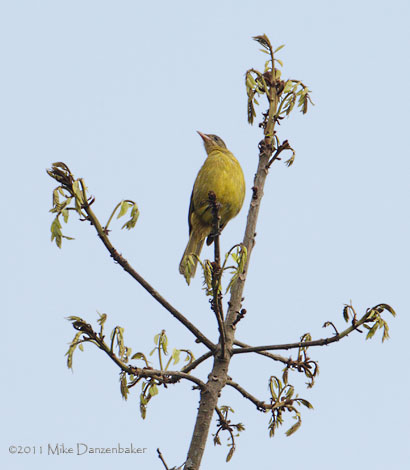 Golden Greenbul (Calyptocichla serina) photo