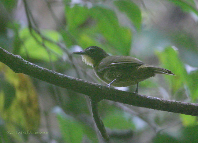 Yellow-bearded Greenbul (Criniger olivaceus) photo
