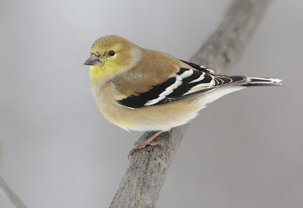 American Goldfinch (Carduelis tristis) photo