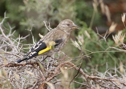 European Goldfinch (Carduelis carduelis) photo image