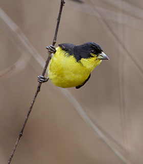 carduelis psaltria
