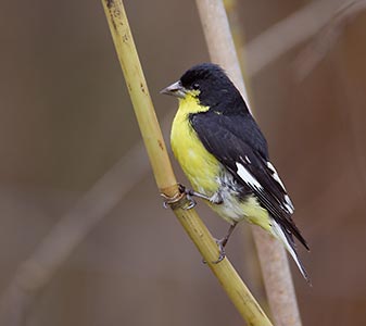 Lesser Goldfinch (Carduelis psaltria) photo image