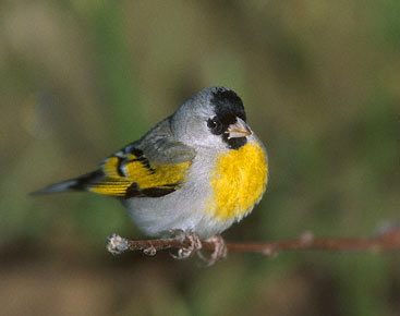 Lawrence's Goldfinch (Carduelis lawrencei) photo image