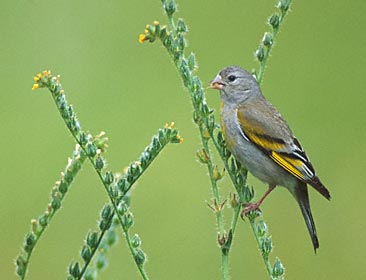 Lawrence's Goldfinch (Carduelis lawrencei) photo image