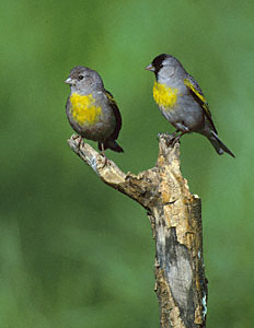 Lawrence's Goldfinch (Carduelis lawrencei) photo image