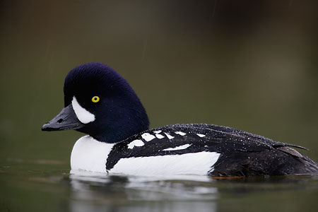Barrow's Goldeneye (Bucephala islandica) photo image