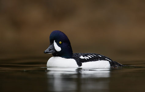 Barrow's Goldeneye (Bucephala islandica) photo image