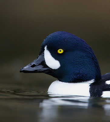 Barrow's Goldeneye (Bucephala islandica) photo image