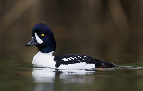 Barrow's Goldeneye (Bucephala islandica) photo image