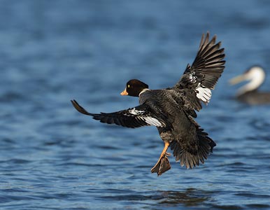 Barrow's Goldeneye (Bucephala islandica) photo image
