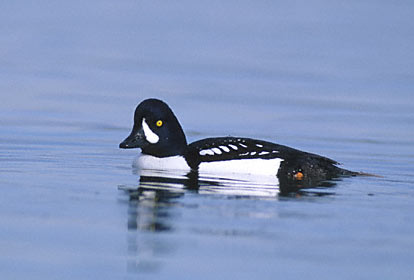 Barrow's Goldeneye (Bucephala islandica) photo image