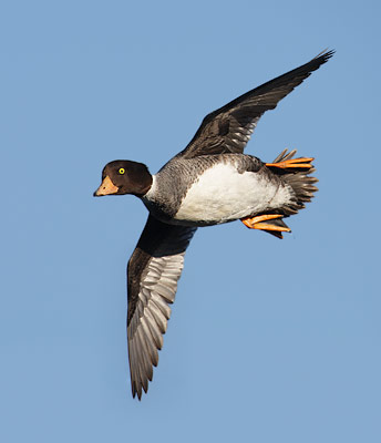 Barrow's Goldeneye (Bucephala islandica) photo image