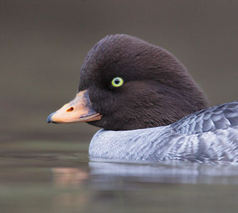 Barrow's Goldeneye (Bucephala islandica) photo image
