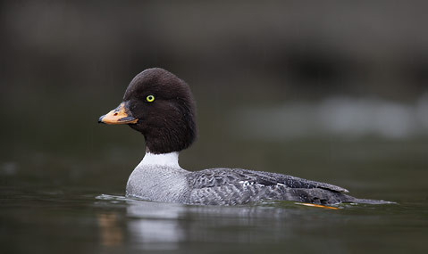 Barrow's Goldeneye (Bucephala islandica) photo image