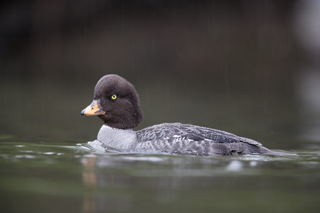 Barrow's Goldeneye (Bucephala islandica) photo image