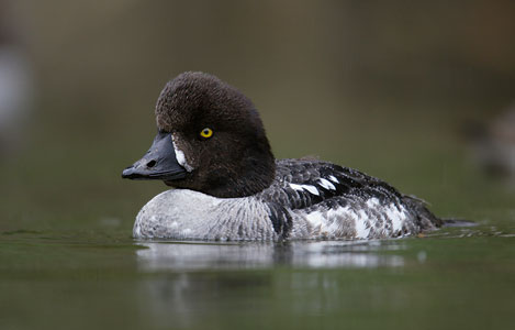 Barrow's Goldeneye (Bucephala islandica) photo image