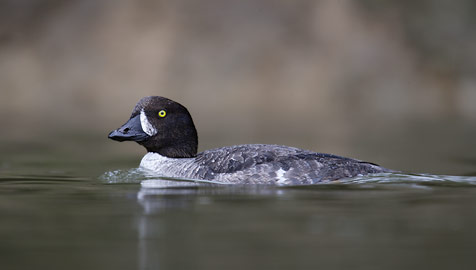 Barrow's Goldeneye (Bucephala islandica) photo image