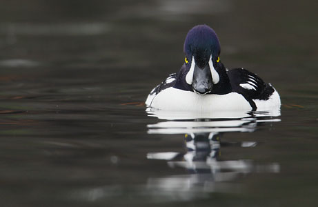 Barrow's Goldeneye (Bucephala islandica) photo image