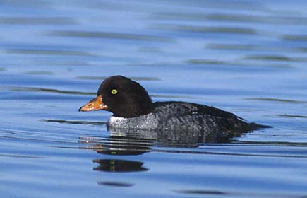 Barrow's Goldeneye (Bucephala islandica) photo image