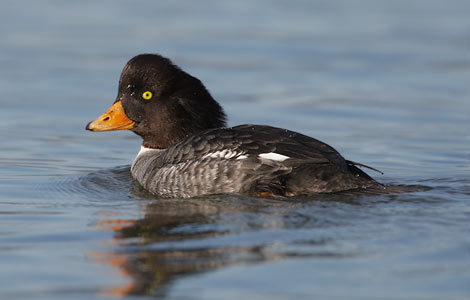 Barrow's Goldeneye (Bucephala islandica) photo image