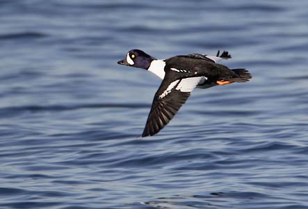 Barrow's Goldeneye (Bucephala islandica) photo image