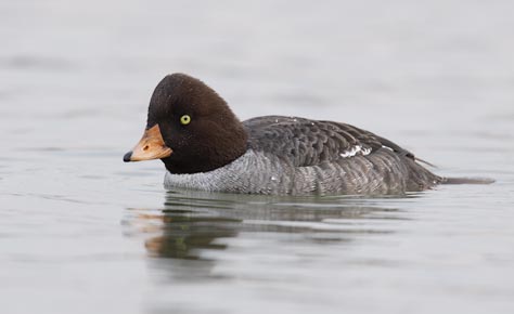 Barrow's Goldeneye (Bucephala islandica) photo