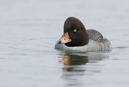 Barrow's Goldeneye (Bucephala islandica) photo