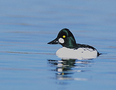 Common Goldeneye (Bucephala clangula) photo image