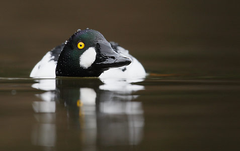Common Goldeneye (Bucephala clangula) photo image
