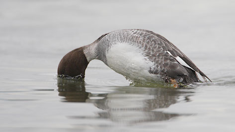 Common Goldeneye (Bucephala clangula) photo image