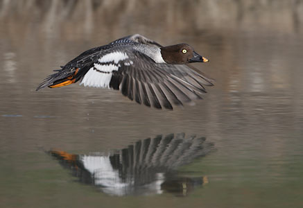 Common Goldeneye (Bucephala clangula) photo image