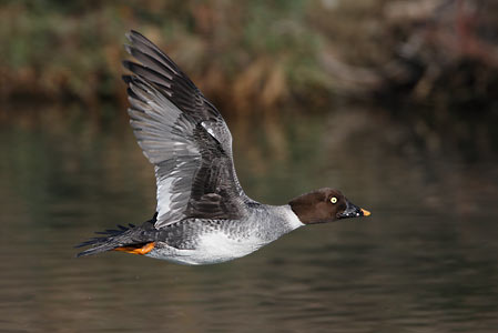 Common Goldeneye (Bucephala clangula) photo image