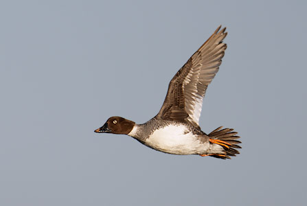 Common Goldeneye (Bucephala clangula) photo image