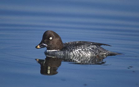 Common Goldeneye (Bucephala clangula) photo image