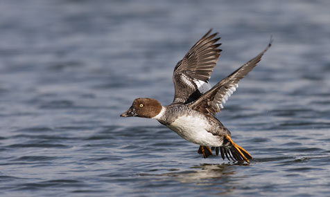 Common Goldeneye (Bucephala clangula) photo