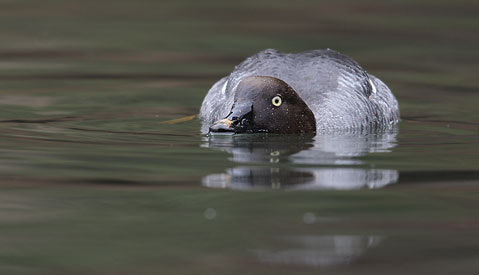 Common Goldeneye (Bucephala clangula) photo image
