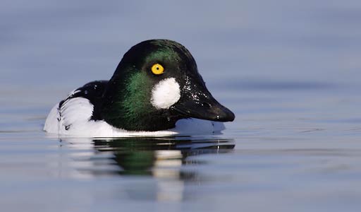 Common Goldeneye (Bucephala clangula) photo image