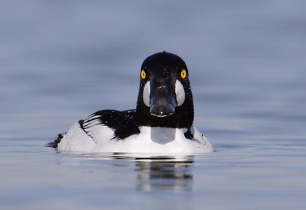 Common Goldeneye (Bucephala clangula) photo