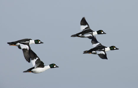 Common Goldeneye (Bucephala clangula) photo image