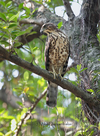 Crested Goshawk (Accipiter trivirgatus) photo