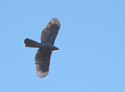 Henst's Goshawk (Accipiter henstii) photo image